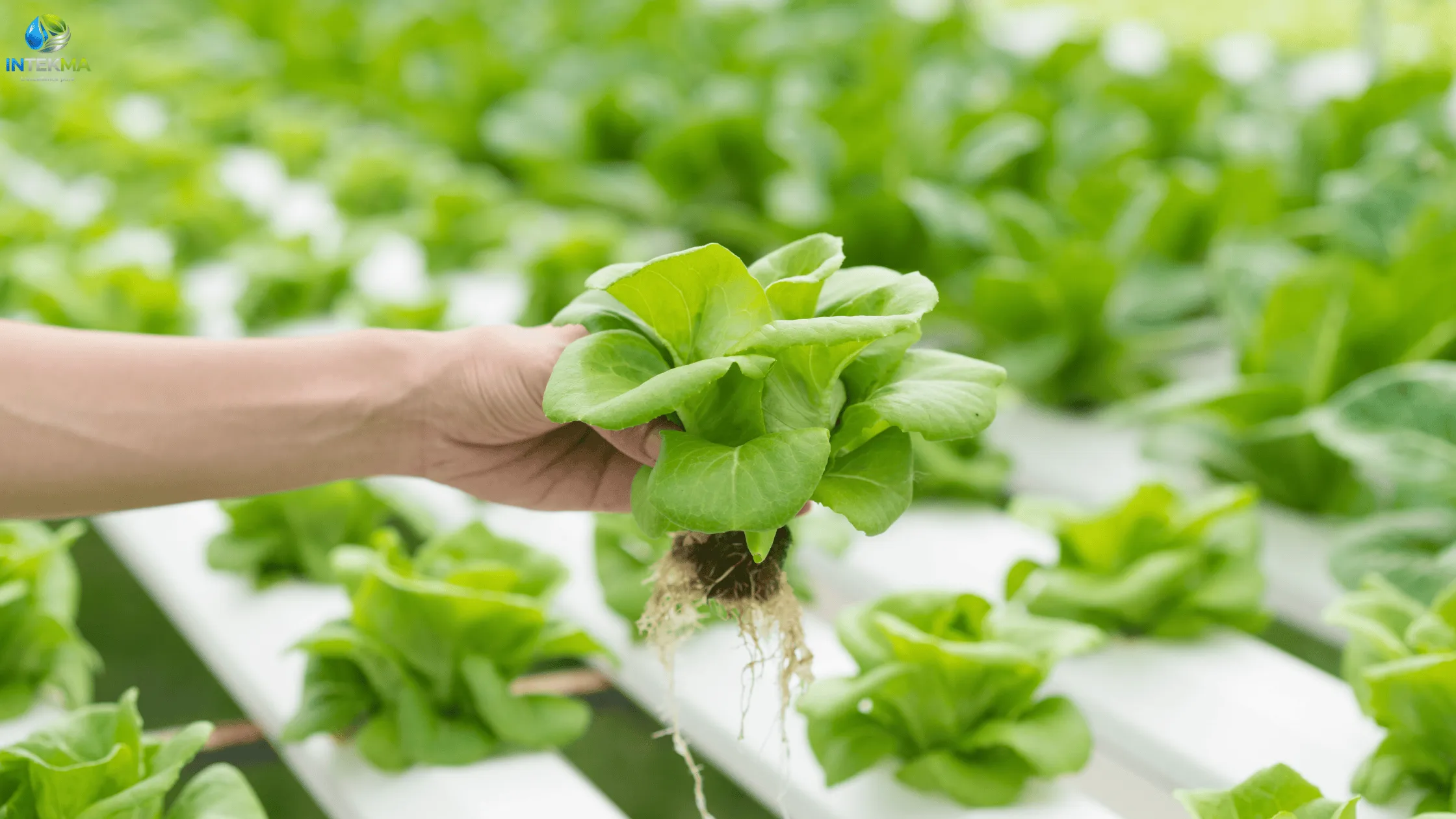 L'Agriculture Hydroponique au Maroc : Produire Plus, Mieux et avec 90% moins d’Eau | Intekma